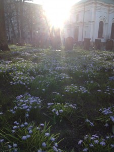 Scilla vid Adolf Fredriks kyrka.